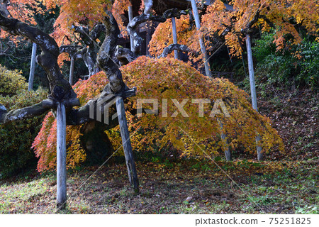 我去看了中ka藤哭泣的Momiji＃16 75251825