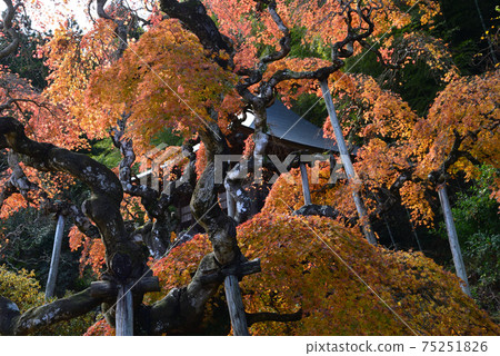 我去看了中ka藤哭泣的Momiji＃15 75251826