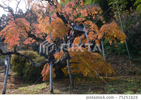I went to see Nakakamado Weeping Momiji # 13 75251828