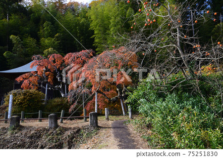 I went to see Nakakamado Weeping Momiji # 11 75251830
