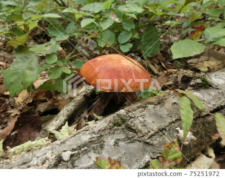 綠箭毒蘑菇 綠箭毒蘑菇 75251972