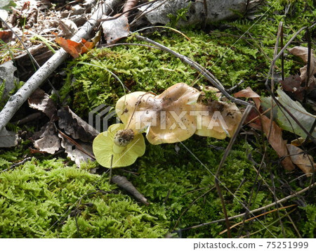 馬口蘑苔蘚蘑菇 75251999