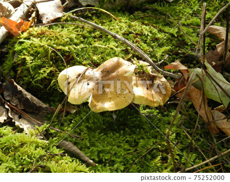 馬口蘑苔蘚蘑菇 75252000