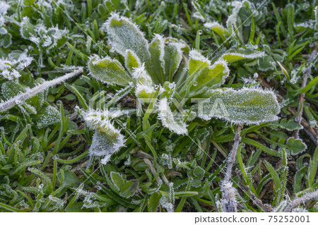 在綠色草地上的霜的特寫鏡頭 75252001