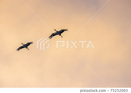 Tsurui Village returns to the roost with the setting sun in the background 75252003