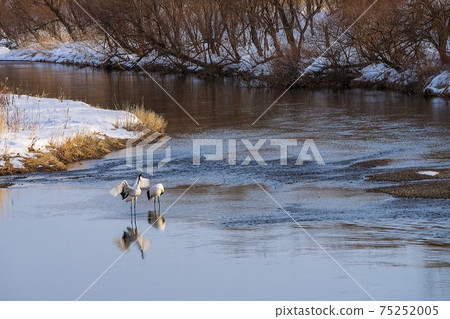 Dance in the river Tsurui Dance in the river Tsurui 75252005