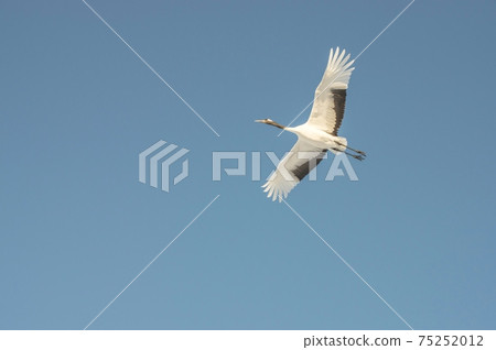 Tsurui Village flapping the blue sky 75252012