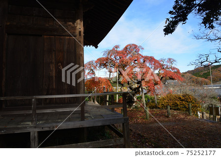 我去看了中ka多哭泣的Momiji＃30 75252177