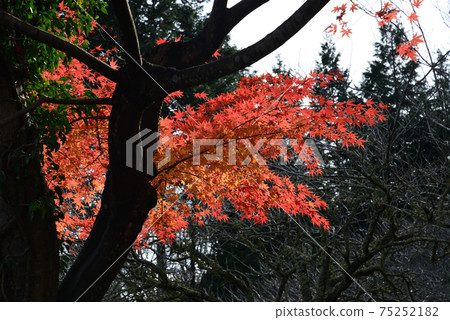 I went to see Nakakamado Weeping Momiji # 25 75252182