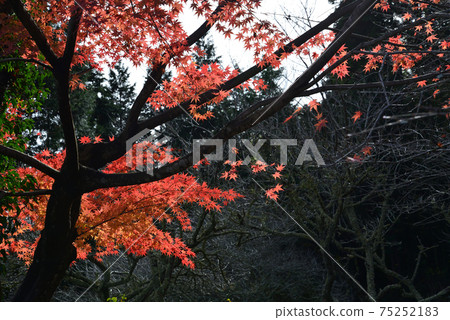 我去看了中ka藤哭泣的Momiji＃24 75252183