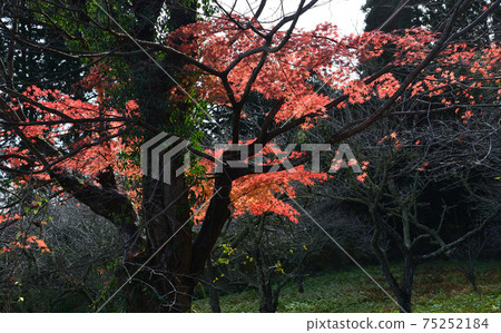 我去看了中ka多哭泣的Momiji＃23 75252184