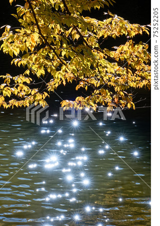 Autumn scenery of Kohoku New Town and Tsuzuki Chuo Park Autumn scenery of Kohoku New Town and Tsuzuki Chuo Park 75252205