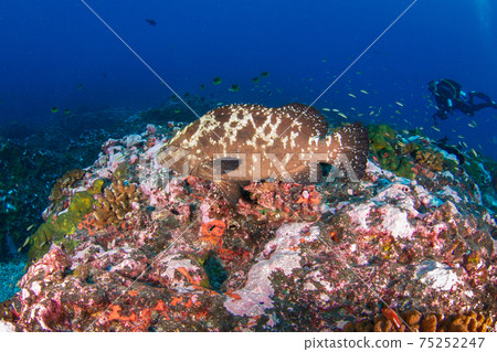Madarahata swimming in a coral reef (Rangiroa Atoll, Tuamotu Archipelago, French Polynesia) 75252247