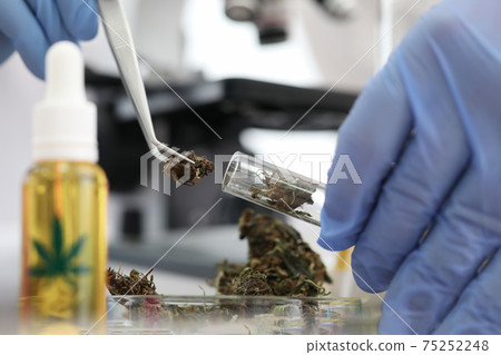 Scientist putting marijuana leaves into test tube with tweezers closeup 75252248