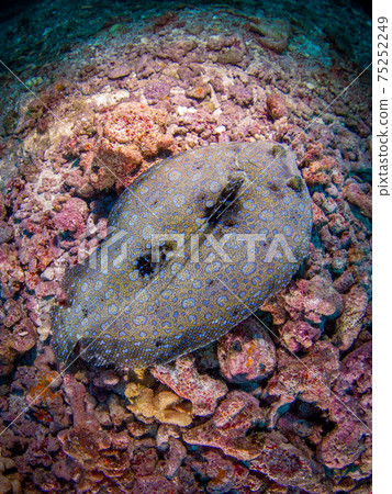 Mondal Magalei swimming on a broken coral mountain (Rangiroa Atoll, Tuamotu Archipelago, French Polynesia) Mondal Magalei swimming on a broken coral mountain (Rangiroa Atoll, Tuamotu Archipelago, French Polynesia) 75252249