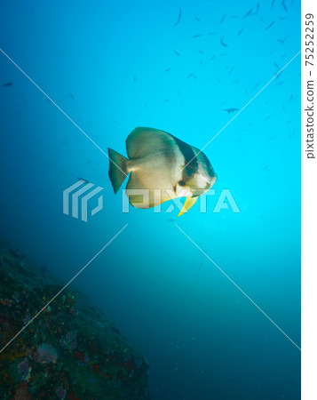 Teira batfish swimming alone (Tachai Island, Similan Marine National Park, Kingdom of Thailand) Teira batfish swimming alone (Tachai Island, Similan Marine National Park, Kingdom of Thailand) 75252259