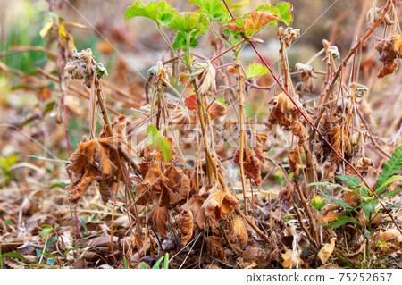 在冬天的錦葵。 在冬天的錦葵。 75252657