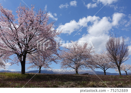 櫻花盛開的上賀川 櫻花盛開的上賀川 75252889