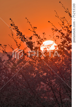 Sunset and cherry blossoms Sunset and cherry blossoms 75253100
