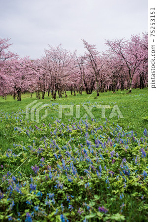 Longing for cherry blossoms 75253151