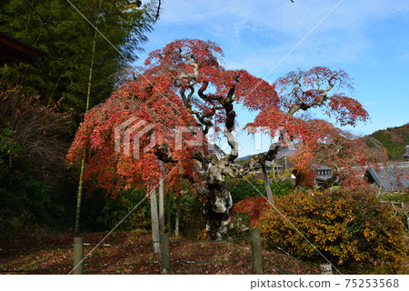 I went to see Nakakamado Weeping Momiji # 40 75253568