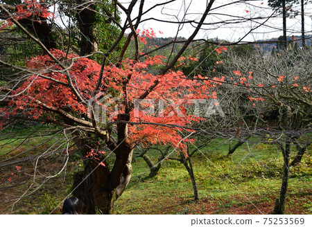 我去看了中ka藤哭泣的Momiji＃39 75253569