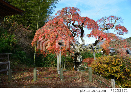 我去看了中ka多哭泣的Momiji＃37 75253571