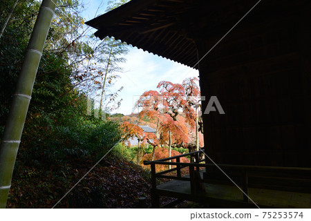 我去看了中ka堂哭泣的Momiji#34 我去看了中ka堂哭泣的Momiji#34 75253574