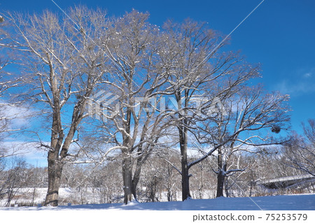 Winter grove towering in the blue sky Winter grove towering in the blue sky 75253579