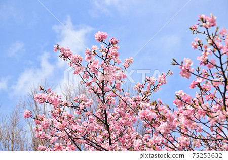 Kawazu cherry blossoms bloomed even at such times Kawazu cherry blossoms bloomed even at such times 75253632
