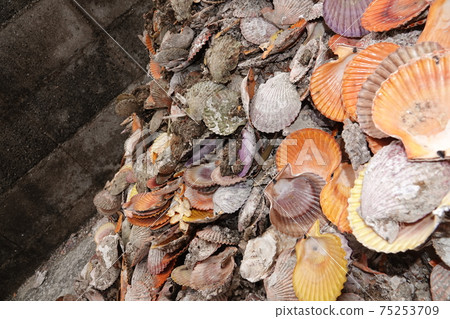Pearl oysters Akoya pearl oysters 75253709