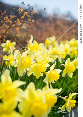 花 花 75254168