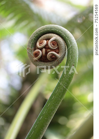 巨型蕨類植物 照片素材 圖片 圖庫