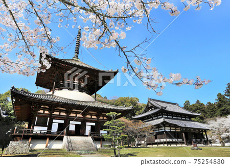 Negoroji Temple in full bloom and Daidenhodo, Iwade City, Wakayama Prefecture 75254880