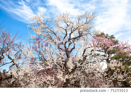 air樂園梅樹叢盛開 75255013