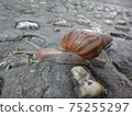 蝸牛在岩石上 75255297