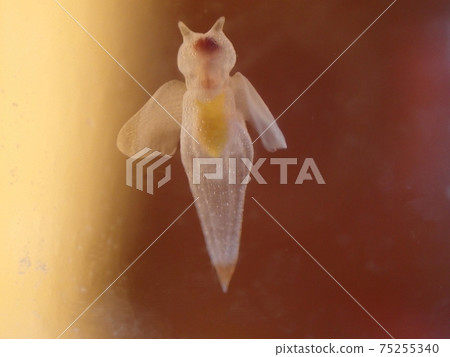 Crione (yellow to brown back) 75255340