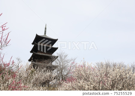 Five-storied pagoda in Soja City, Okayama Prefecture, Japan 75255529
