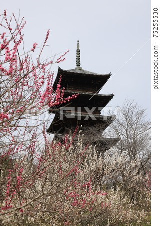Five-storied pagoda in Soja City, Okayama Prefecture, Japan 75255530