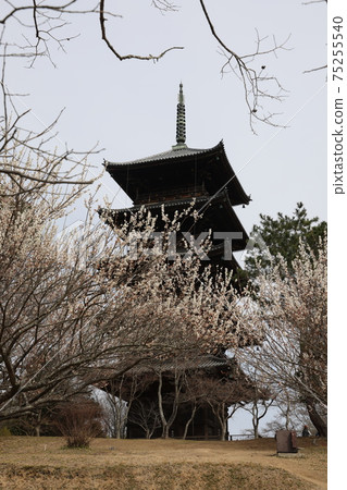 Five-storied pagoda in Soja City, Okayama Prefecture, Japan 75255540