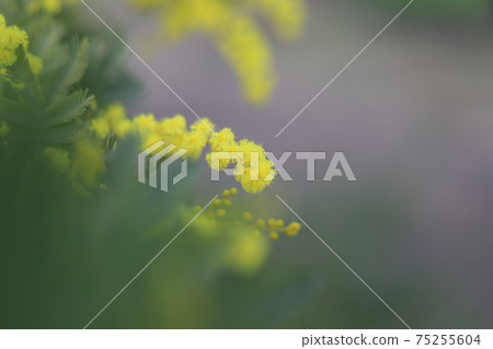 含羞草 含羞草 75255604