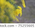 Mimosa 75255605