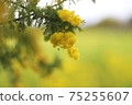Mimosa 75255607