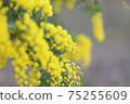 Mimosa 75255609