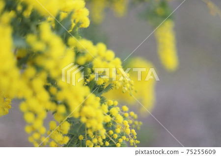 Mimosa Mimosa 75255609