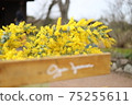 Mimosa 75255611