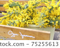 Mimosa 75255613