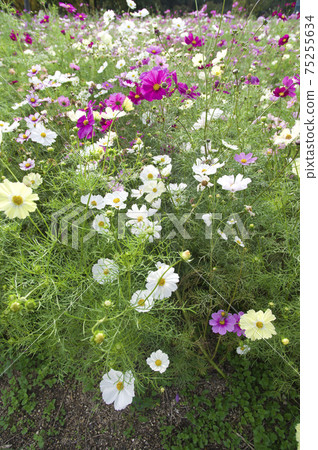 波斯菊在波斯菊領域盛開。 波斯菊在波斯菊領域盛開。 75255634