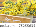 Mimosa basket 75255635