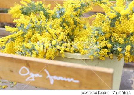 Mimosa basket Mimosa basket 75255635